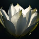 月下美人の花のイラスト