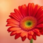 ガーベラの花のイラスト