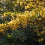 金木犀のイラスト