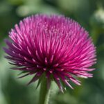 千日紅のイラスト