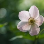 シュウメイギクのイラスト