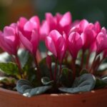 シクラメンの花のイラスト